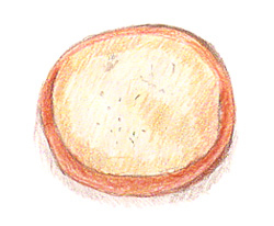 boconotto