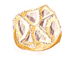 cartellate