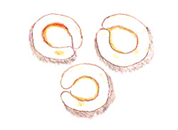 taralli