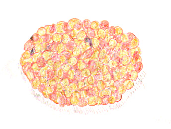 struffoli