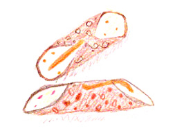 cannoli